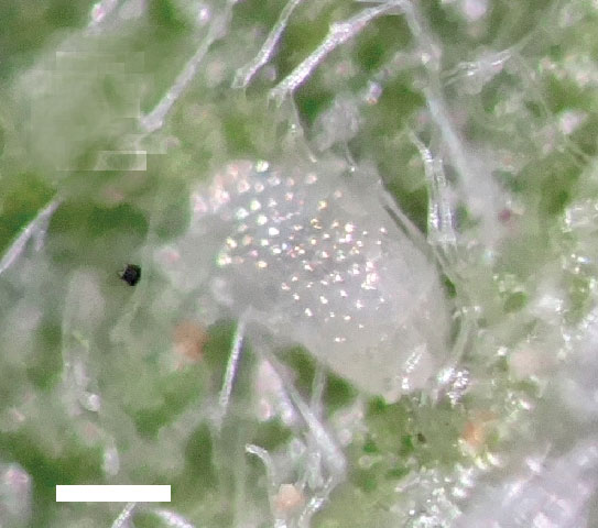 /filer/webapps/moths_gc/media/images/A/ambrosiavora_Atacamaptilia_egg_Espinoza-Donoso-etal_2022_416.jpg