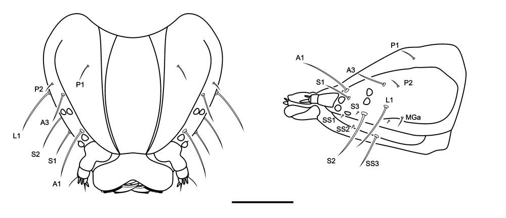 /filer/webapps/moths_gc/media/images/A/ambrosiavora_Atacamaptilia_head2_Espinoza-Donoso-etal_2022_407.jpg