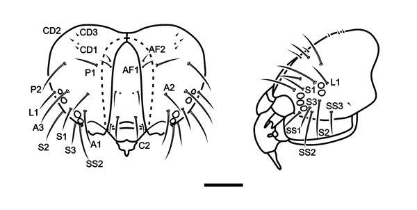 /filer/webapps/moths_gc/media/images/A/ambrosiavora_Atacamaptilia_head3_Espinoza-Donoso-etal_2022_412.jpg