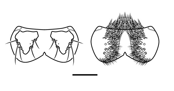 /filer/webapps/moths_gc/media/images/A/ambrosiavora_Atacamaptilia_head4_Espinoza-Donoso-etal_2022_412.jpg