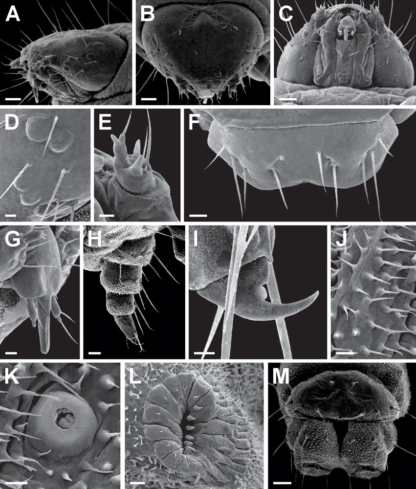 /filer/webapps/moths_gc/media/images/A/ambrosiavora_Atacamaptilia_larva2_Espinoza-Donoso-etal_2022_407.jpg