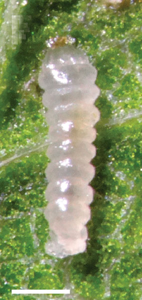 /filer/webapps/moths_gc/media/images/A/ambrosiavora_Atacamaptilia_larva5_Espinoza-Donoso-etal_2022_416.jpg