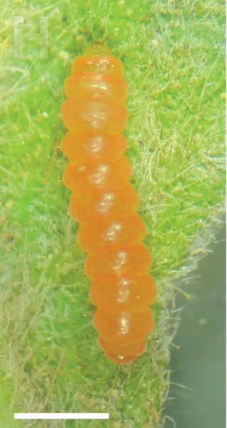 /filer/webapps/moths_gc/media/images/A/ambrosiavora_Atacamaptilia_larva7_Espinoza-Donoso-etal_2022_416.jpg