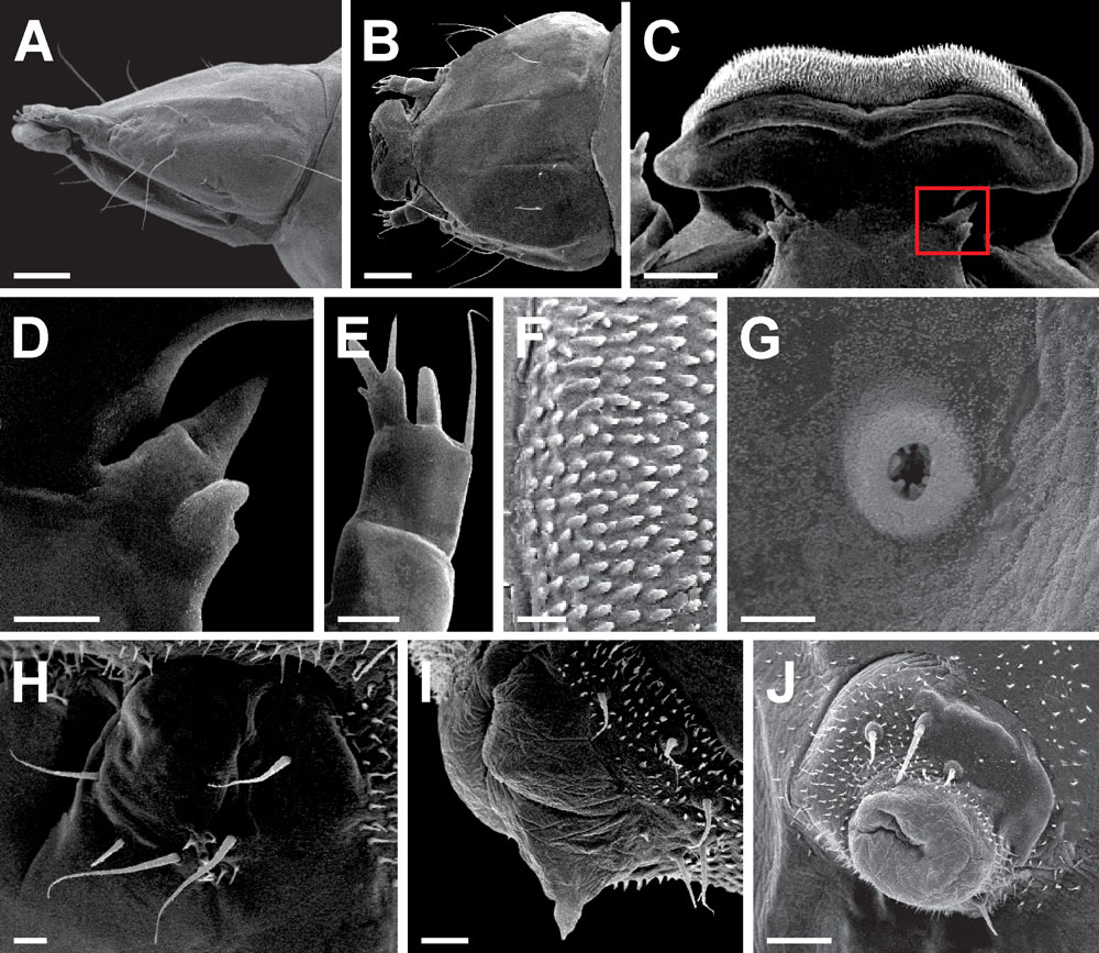 /filer/webapps/moths_gc/media/images/A/ambrosiavora_Atacamaptilia_larva_Espinoza-Donoso-etal_2022_407.jpg