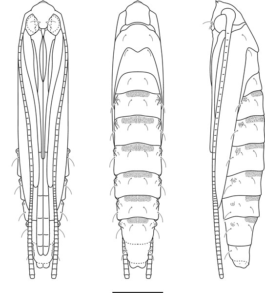 /filer/webapps/moths_gc/media/images/A/ambrosiavora_Atacamaptilia_pupa2_Espinoza-Donoso-etal_2022_414.jpg