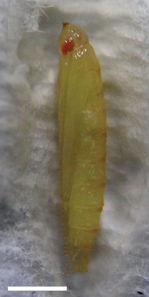 /filer/webapps/moths_gc/media/images/A/ambrosiavora_Atacamaptilia_pupa3_Espinoza-Donoso-etal_2022_416.jpg