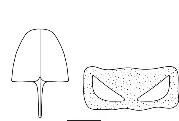 /filer/webapps/moths_gc/media/images/A/ambrosiavora_Atacamaptilia_segment-8_Espinoza-Donoso-etal_2022_407.jpg
