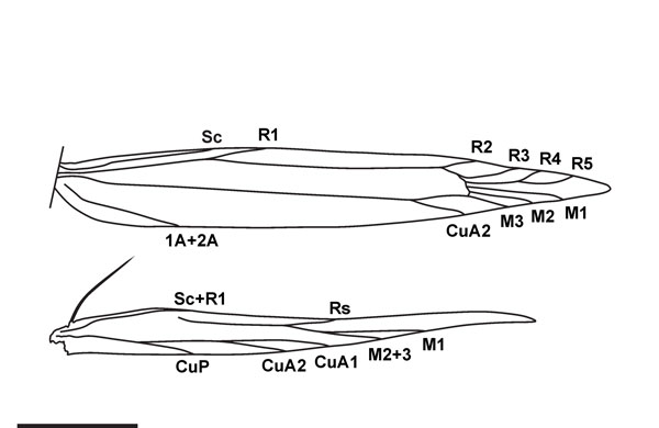 /filer/webapps/moths_gc/media/images/A/ambrosiavora_Atacamaptilia_wing-venation_Espinoza-Donoso-etal_2022_407.jpg