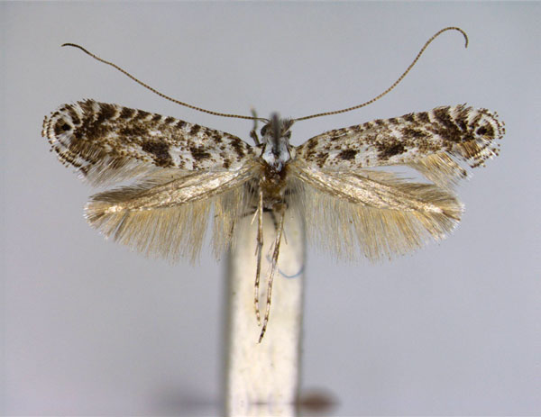 /filer/webapps/moths_gc/media/images/A/ampliatella_Parornix_A_EIHU.jpg