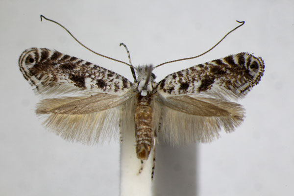 /filer/webapps/moths_gc/media/images/A/ampliatella_Parornix_A_ZSM.jpg