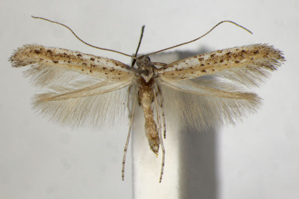 /filer/webapps/moths_gc/media/images/A/anagensis_Aspilapteryx_HT_ZSM.jpg