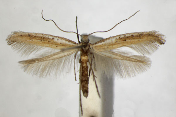/filer/webapps/moths_gc/media/images/A/anagensis_Aspilapteryx_PT_ZSM.jpg