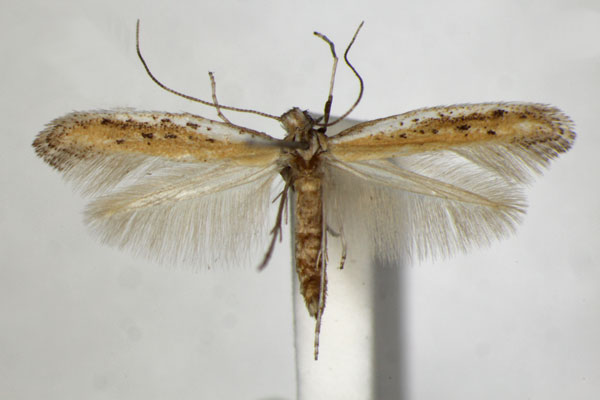 /filer/webapps/moths_gc/media/images/A/anagensis_Aspilapteryx_PT_ZSM_3.jpg