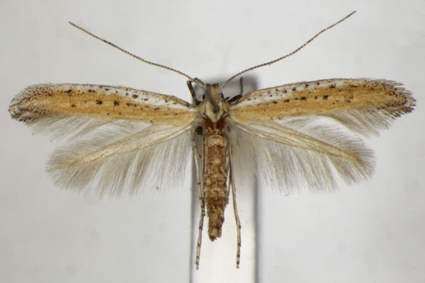 /filer/webapps/moths_gc/media/images/A/anagensis_Aspilapteryx_PT_ZSM_4.jpg