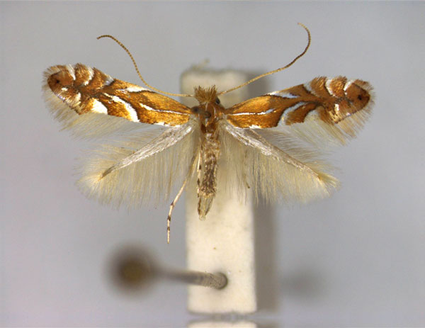 /filer/webapps/moths_gc/media/images/A/anatolica_Phyllonorycter_A_.jpg