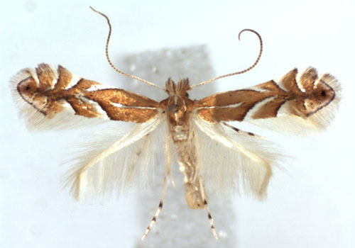 /filer/webapps/moths_gc/media/images/A/anatolica_Phyllonorycter_A_WJDP.jpg