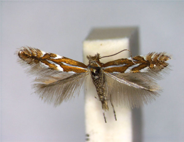 /filer/webapps/moths_gc/media/images/A/anceps_Phyllonorycter_PT_EIHU_female.jpg