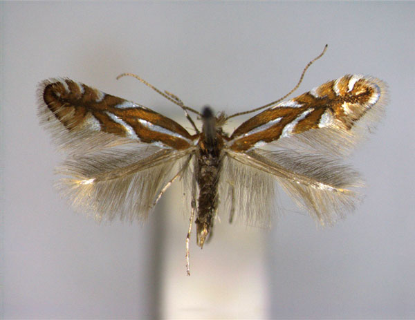 /filer/webapps/moths_gc/media/images/A/anceps_Phyllonorycter_PT_EIHU_male.jpg