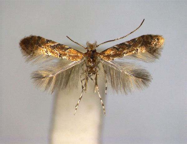 /filer/webapps/moths_gc/media/images/A/anchistea_Phyllonorycter_A_EIHU.jpg