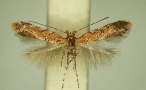 /filer/webapps/moths_gc/media/images/A/anchistea_Phyllonorycter_HT_TMSA_6348.jpg