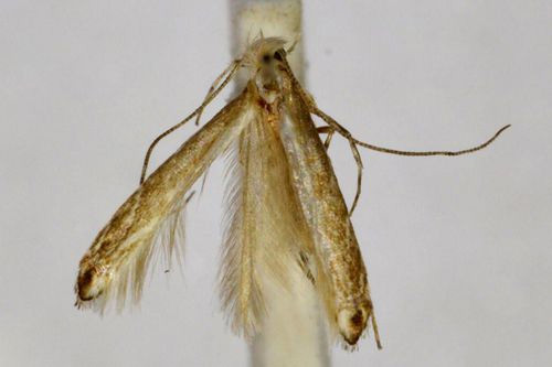 /filer/webapps/moths_gc/media/images/A/ancylopa_Epicephala_A_BMNH(E)-1055700.jpg