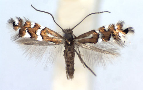 /filer/webapps/moths_gc/media/images/A/anderidae_Phyllonorycter_A_WJDP.jpg
