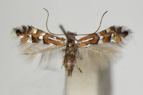 /filer/webapps/moths_gc/media/images/A/anderidae_Phyllonorycter_A_ZSM_4.jpg