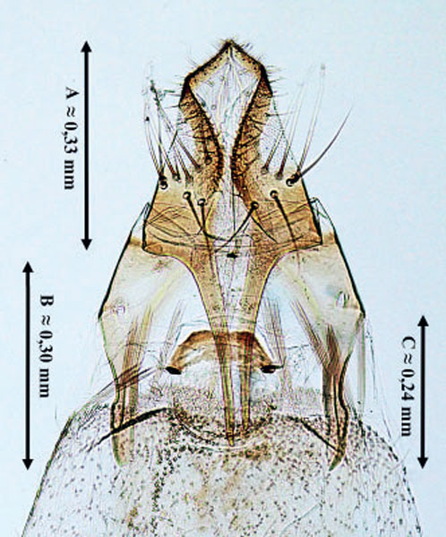 /filer/webapps/moths_gc/media/images/A/andreneli_Acrocercops_GF_Bengtsson_2024_9.jpg