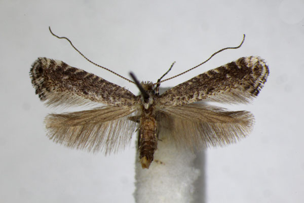 /filer/webapps/moths_gc/media/images/A/anglicella_Parornix_A_ZSM_2.jpg