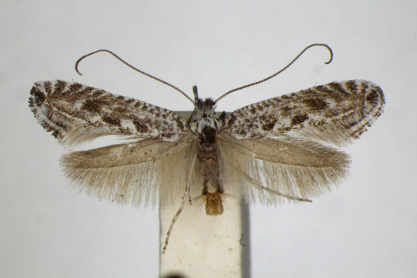 /filer/webapps/moths_gc/media/images/A/anguliferella_Parornix_A_ZSM_2.jpg
