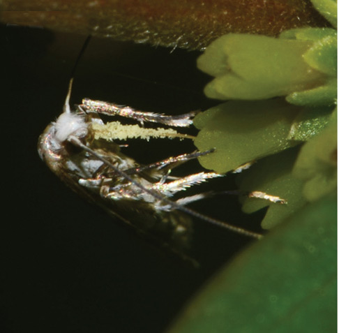 /filer/webapps/moths_gc/media/images/A/anthophilia_Epicephala_A_2016_Kawakita-et-Kato_106.jpg