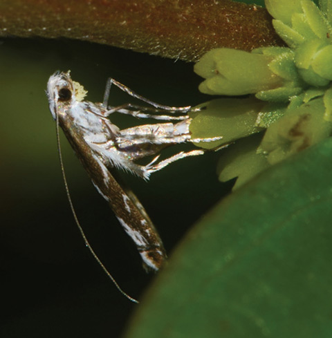 /filer/webapps/moths_gc/media/images/A/anthophilia_Epicephala_A_2016_Kawakita-et-Kato_106_b.jpg