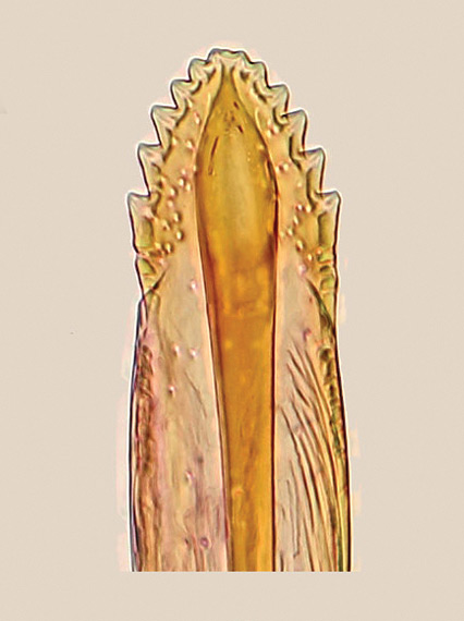 /filer/webapps/moths_gc/media/images/A/anthophilia_Epicephala_GF_Kawakita-et-Kato_2016_102.jpg