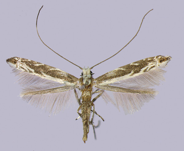 /filer/webapps/moths_gc/media/images/A/anthophilia_Epicephala_HT_2016_Kawakita-et-Kato_92.jpg