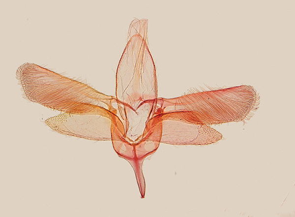 /filer/webapps/moths_gc/media/images/A/anthophilia_Epicephala_MG_Kawakita-et-Kato_2016_94.jpg