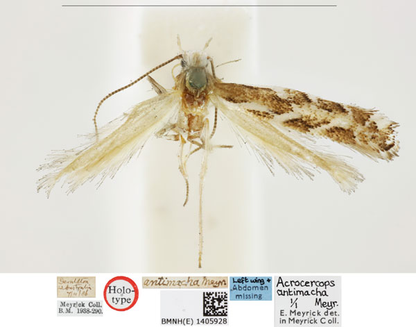 /filer/webapps/moths_gc/media/images/A/antimacha_Acrocercops_HT_BMNH_1404928.jpg