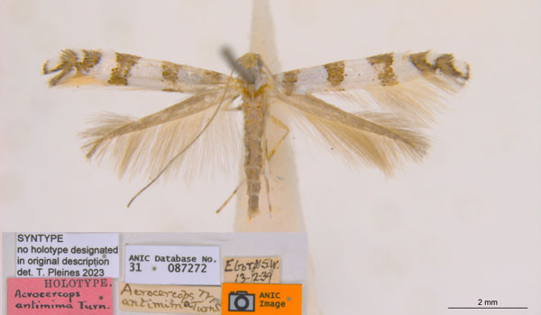/filer/webapps/moths_gc/media/images/A/antimima_Acrocercops_ST1_ANIC.jpg