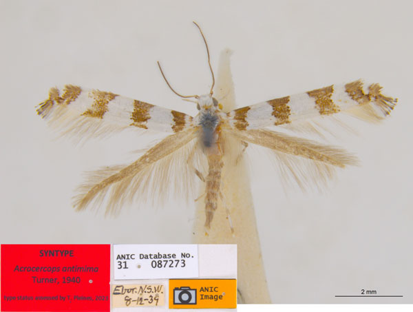 /filer/webapps/moths_gc/media/images/A/antimima_Acrocercops_ST2_ANIC.jpg