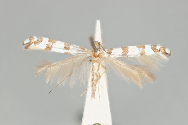 /filer/webapps/moths_gc/media/images/A/antimima_Acrocercops_ST_ANIC31-087272_dorsal.jpg