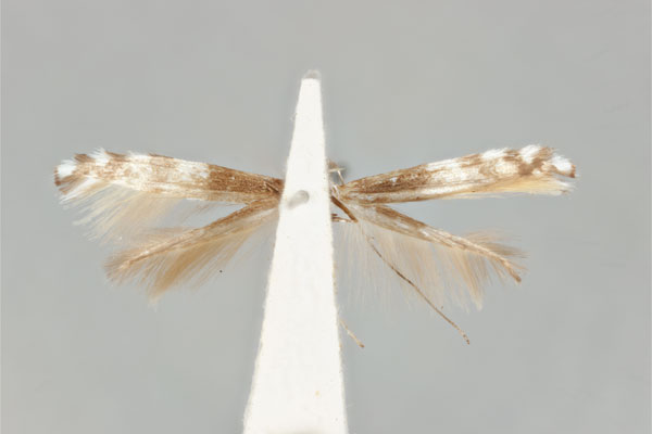 /filer/webapps/moths_gc/media/images/A/antimima_Acrocercops_ST_ANIC31-087272_ventral.jpg