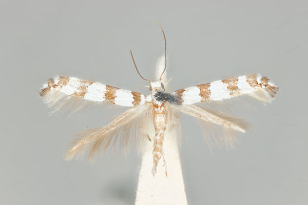 /filer/webapps/moths_gc/media/images/A/antimima_Acrocercops_ST_ANIC31-087273_dorsal.jpg