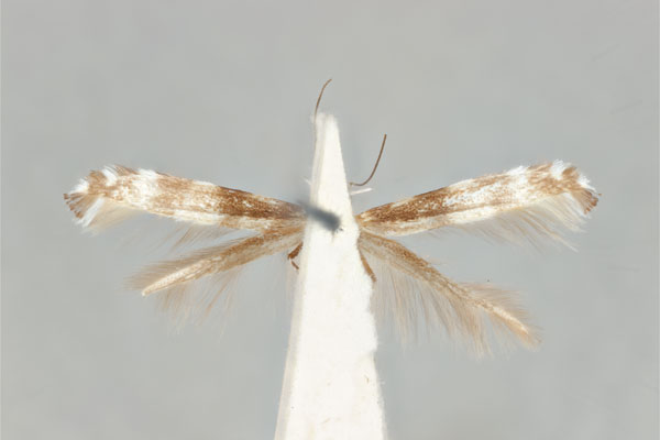 /filer/webapps/moths_gc/media/images/A/antimima_Acrocercops_ST_ANIC31-087273_ventral.jpg