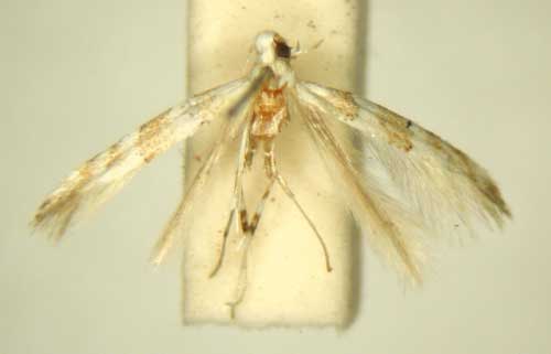 /filer/webapps/moths_gc/media/images/A/aphanosema_Spulerina_HT_TMSA6310.jpg