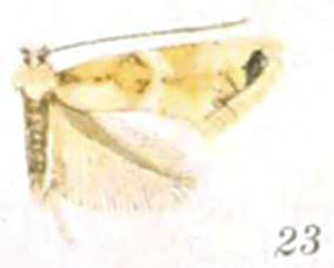 /filer/webapps/moths_gc/media/images/A/apicinigrella_Lithocolletis_PLT_Braun_24-23.jpg
