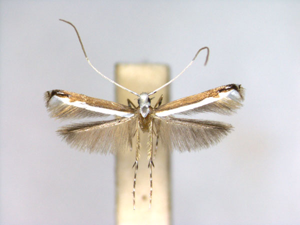 /filer/webapps/moths_gc/media/images/A/apicistrigata_Lamprolectica_A_EIHU.jpg