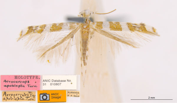 /filer/webapps/moths_gc/media/images/A/apoblepta_Acrocercops_ST_ANIC.jpg