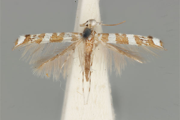 /filer/webapps/moths_gc/media/images/A/apoblepta_Acrocercops_ST_ANIC31-010807_dorsal.jpg