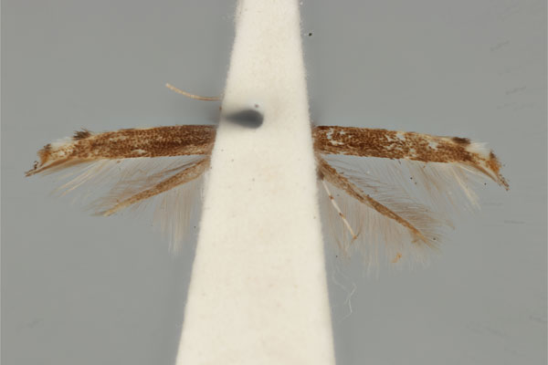 /filer/webapps/moths_gc/media/images/A/apoblepta_Acrocercops_ST_ANIC31-010807_ventral.jpg