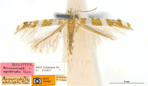 /filer/webapps/moths_gc/media/images/A/apoblepta_Acrocercops_ST_ANIC_TCeSrFe.jpg