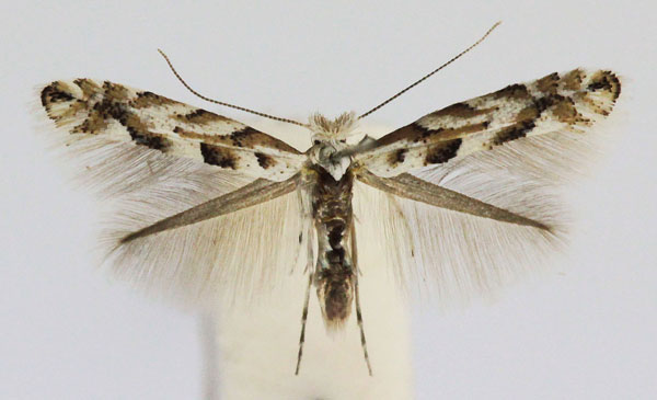 /filer/webapps/moths_gc/media/images/A/apparella_Phyllonorycter_A_Bentsson_female.jpg